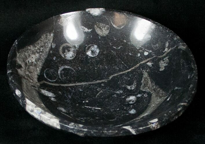 Fossil Goniatite Bowl - Stoneware #18053